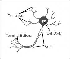 What happens if you have too little acetylcholine?