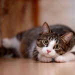 Your Personality Might Have Implications for Your Cat’s Wellbeing